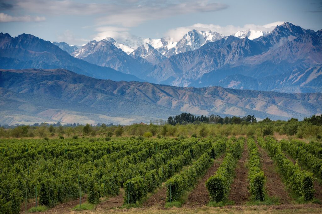 mendoza
