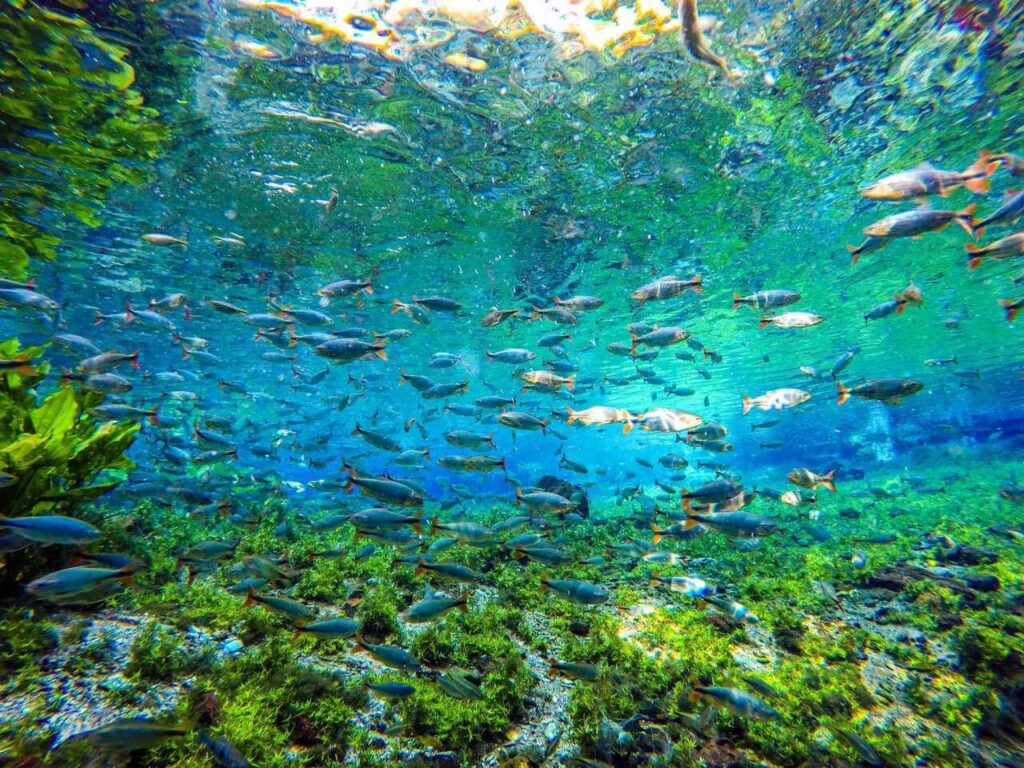 nascente azul
