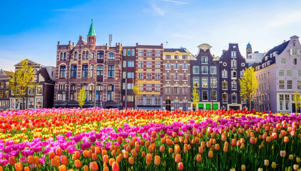 Traditional,Old,Buildings,And,Tulips,In,Amsterdam,,Netherlands